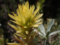 Castilleja applegatei pinetorum