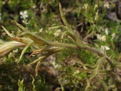 Castilleja applegatei pinetorum