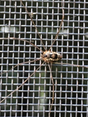 Leiobunum calcar