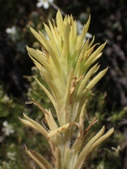 Castilleja applegatei pinetorum