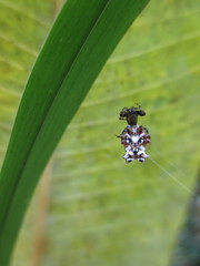 Micrathena horrida