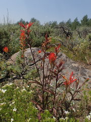 Castilleja applegatei pinetorum