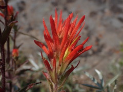 Castilleja applegatei pinetorum