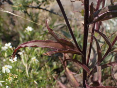Castilleja applegatei pinetorum
