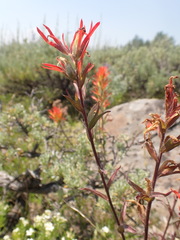 Castilleja applegatei pinetorum