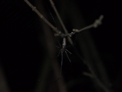 Tetragnatha mandibulata