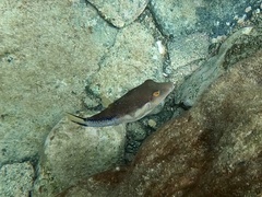 Canthigaster capistrata