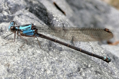 Argia funcki