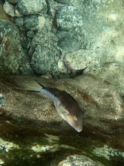 Canthigaster capistrata