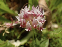 Trifolium wormskioldii