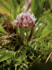 Trifolium wormskioldii