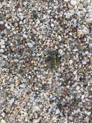 Chlorophorus glabromaculatus