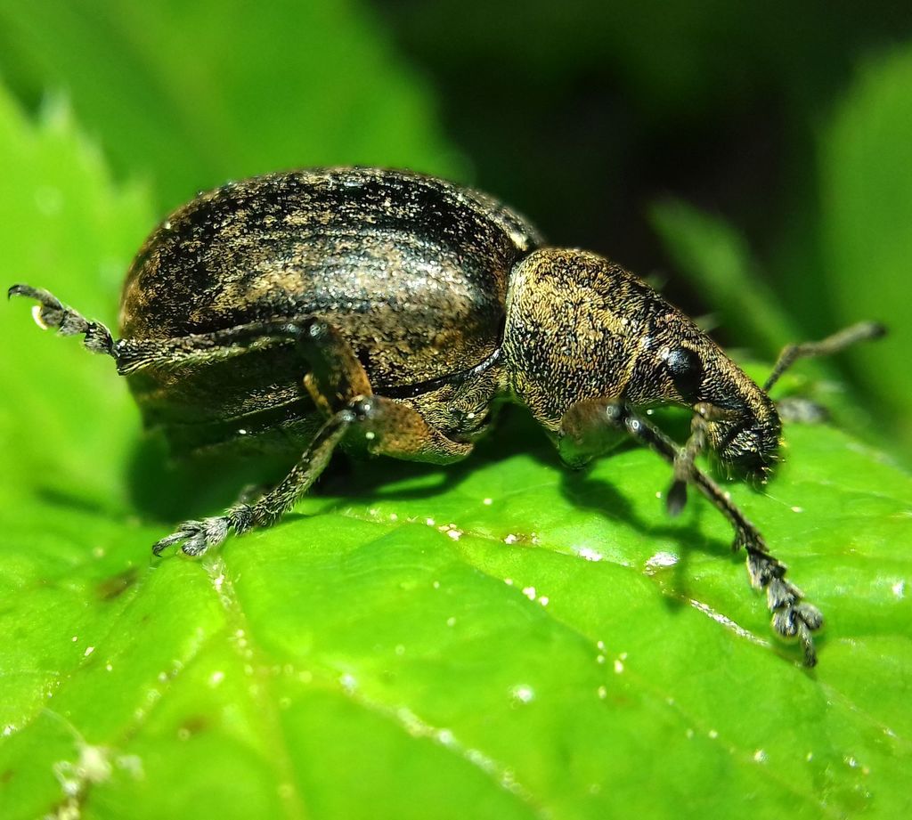 Liophloeus liptoviensis
