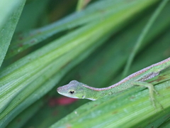 Anolis gemmosus