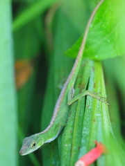 Anolis gemmosus