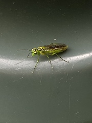 Rhogogaster viridis