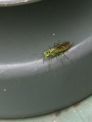 Rhogogaster viridis