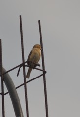 Sporophila morelleti