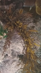 Sargassum horneri