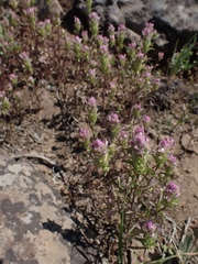 Orthocarpus cuspidatus cryptanthus