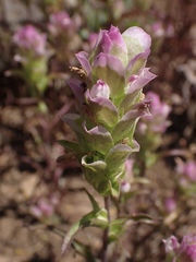 Orthocarpus cuspidatus cryptanthus