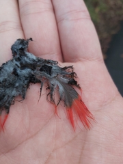 Psittaculidae