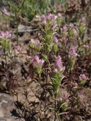 Orthocarpus cuspidatus cryptanthus
