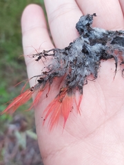 Psittaculidae