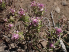 Orthocarpus cuspidatus cryptanthus