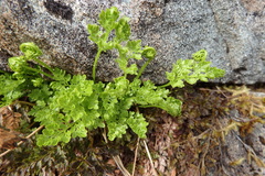 Cryptogramma sitchensis