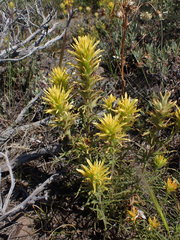 Castilleja applegatei pinetorum