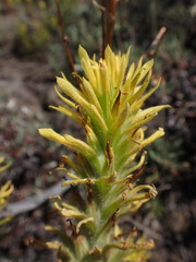Castilleja applegatei pinetorum