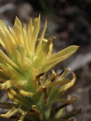 Castilleja applegatei pinetorum