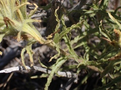 Castilleja applegatei pinetorum