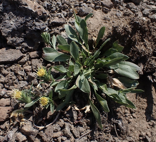Pyrrocoma carthamoides var. cusickii