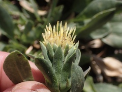 Pyrrocoma carthamoides cusickii