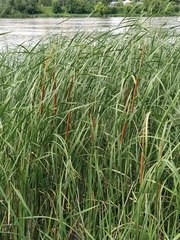 Typha angustifolia