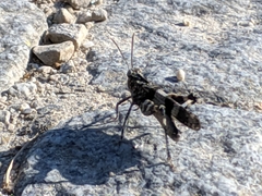 Oedipoda caerulescens