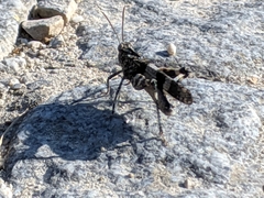 Oedipoda caerulescens