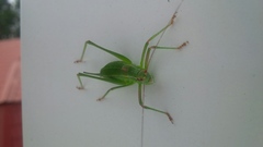 Barbitistes constrictus