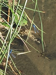 Enallagma cyathigerum