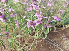 Monarda humilis