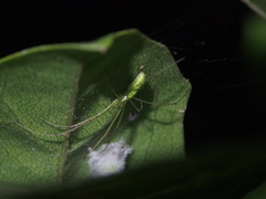 Tetragnatha squamata