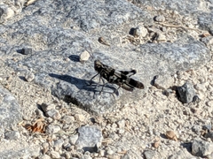 Oedipoda caerulescens