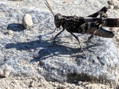 Oedipoda caerulescens