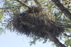 Tillandsia baileyi