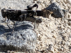Oedipoda caerulescens