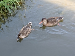 Anas platyrhynchos × Netta rufina