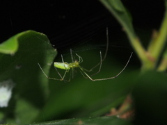 Tetragnatha squamata