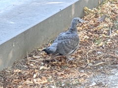 Columba palumbus